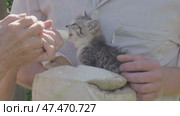 Weak kitten rescued is held by man in rough gloves. Feeding mammal with milk from a syringe in the absence of its mother. Hungry kitten drinks greedily and gets its fill. Caring for homeless animals. Стоковое видео, видеограф Елизавета Малкова / Фотобанк Лори