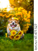 Cute corgi dog walking in garden with basket of yellow sunflowers flowers. Стоковое фото, фотограф Бачкова Наталья / Фотобанк Лори