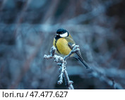 Tit bird sitting on a frost covered branch in winter garden. Стоковое фото, фотограф Бачкова Наталья / Фотобанк Лори