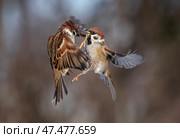 Birds sparrows sort things out spreading their wings and flying against the background of a brown garden. Стоковое фото, фотограф Бачкова Наталья / Фотобанк Лори