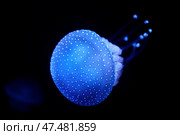 Tropical Jellyfish Phyllorhiza punctata white-spotted jellyfish underwater. Стоковое фото, фотограф Дмитрий Рухленко / Фотобанк Лори