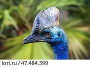 Голова Шлемоносного казуара (Casuarius casuarius), большой нелетающей австралийской птицы, на фоне листвы. Стоковое фото, фотограф Анна Ефимова / Фотобанк Лори