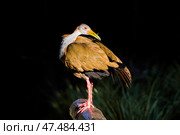Гигантский лесной пастушок (Aramides ypecaha) на черном фоне (2014 год). Стоковое фото, фотограф Анна Ефимова / Фотобанк Лори