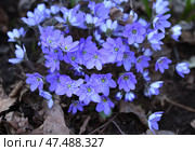 First spring flowers. Anemone hepatica (Hepatica nobilis), common hepatica, species of flowering plant in buttercup family Ranunculaceae. Стоковое фото, фотограф Валерия Попова / Фотобанк Лори