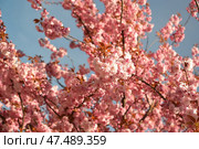 Обильное цветение сакуры (Prunus serrulata Lindl.). Весна. Стоковое фото, фотограф Ирина Борсученко / Фотобанк Лори