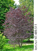 Слива краснонолистная, сорт Писсарди (Prunus cerasifera var. pissardii). Общий вид молодого дерева. Стоковое фото, фотограф Ирина Борсученко / Фотобанк Лори