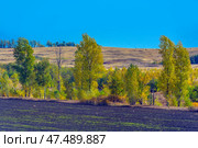 A rural landscape in early autumn. In the foreground is a dark plowed field, where the first shoots are already breaking through. Beyond the field is a strip of green and yellowing trees, indicating the transitional moment between summer and autumn. Beyond the trees stretches a hilly landscape with sun-scorched grass, and above all this is a cloudless, bright blue sky. The picture breathes with the silence, space and tranquility of nature. Стоковое фото, фотограф Анна Кривицкая / Фотобанк Лори