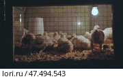 Newborn yellow chicks cuddling closely, nestling under warming lamp inside protective brooder, displaying soft downy feathers during nighttime hours. Стоковое видео, видеограф Mikhail Davidovich / Фотобанк Лори