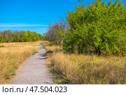 A straight path running through an autumn field covered with tall, dry grass. To the left and right of the path are yellowish patches of steppe vegetation. To the right are green trees, in places with a hint of withering, as well as a few bare branches - harbingers of autumn. The blue sky with a light strip of clouds gives the scene a sense of space and silence. The atmosphere is calm, natural and a little secluded - as if this place is ideal for reflection or a solitary walk. Стоковое фото, фотограф Анна Кривицкая / Фотобанк Лори
