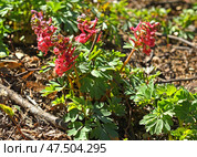 First flowers in spring. Corydalis solidae (red), fumewort or bird-in-a-bush, species of flowering plant in family Papaveraceae on sunny day. Стоковое фото, фотограф Валерия Попова / Фотобанк Лори