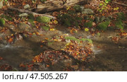 Stream flow between stones with moss. Стоковое видео, видеограф Михаил Коханчиков / Фотобанк Лори