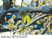 Свежераспустившиеся листья на ветке, присыпанные снегом. Стоковое фото, фотограф Snezka / Фотобанк Лори