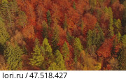 Autumn forest in Carpathian mountains. Стоковое видео, видеограф Михаил Коханчиков / Фотобанк Лори