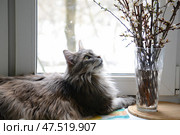 Менйнкун у окна с цветами. Стоковое фото, фотограф Шередеко Катерина / Фотобанк Лори