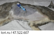 Postoperative wounds with a catheter in a young kitten. Стоковое фото, фотограф Mikhail Davidovich / Фотобанк Лори