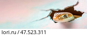 A lifelike snake emerges mysteriously from a hole in a painted wall. Its detailed scales and intense gaze create a striking illusion of realism and camouflage artistry. Стоковое AI-изображение, AI-художник Nart / Фотобанк Лори