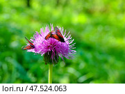 Пестрянка таволговая (лат. Zygaena filipendulae) на чертополохе. Стоковое фото, фотограф Александр Тараканов / Фотобанк Лори