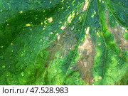 Fungal diseases of cucumber and pumpkin. Alternaria solani Ell. et Mart., Syn. Macrosporium solani Ell. et Mart Affected leaves of cucumber. Стоковое фото, фотограф Оксана Медведева / Фотобанк Лори