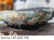 A variety of mold fungi on a loaf of bread. Mold growing on a loaf of bread indicates rotting and spoiled food in the kitchen. Expired food. Стоковое фото, фотограф Оксана Медведева / Фотобанк Лори