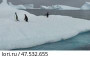 Many Gentoo penguins stand on the ice and jump into the water, with splash. Antarctic ice, protection of the environment. Стоковое видео, видеограф Vladimir / Фотобанк Лори