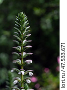 Acanthus mollis, Acanthaceae flower in botanical garden. Dark green background. Стоковое фото, фотограф Екатерина Якименко / Фотобанк Лори
