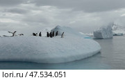 Many Gentoo penguins stand on the ice and jump into the water, with splash. Antarctic ice, protection of the environment. Стоковое видео, видеограф Vladimir / Фотобанк Лори