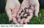 Farmer holding colorado potato beetles in his hands. Стоковое фото, фотограф Mikhail Davidovich / Фотобанк Лори