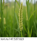 In the heart of a serene landscape, a single rice stalk rises above the verdant expanse. Clouds linger ominously, hinting at an approaching storm while nature thrives Generative AI. Стоковое AI-изображение, AI-художник Юлия Петровская / Фотобанк Лори
