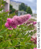 Спирея Дугласа. Стоковое фото, фотограф Александра Новгородова / Фотобанк Лори