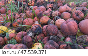 Rotten apples decomposing in the grass creating compost. Стоковое фото, фотограф Mikhail Davidovich / Фотобанк Лори