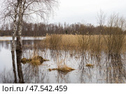 Заболачивание берегов озера в Ленинградской области. Пасмурный день. Стоковое фото, фотограф Сергей Комаров / Фотобанк Лори