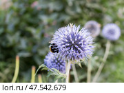 Echinops sphaerocephalus known as Great Globe Thistle or Pale Globe Thistle. Стоковое фото, фотограф Татьяна Васильева / Фотобанк Лори