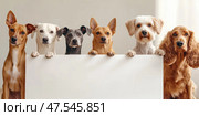 A diverse pack featuring a greyhound and shiba inu stands proudly. Each dog displays unique features, highlighting the beauty and diversity of canine breeds. Стоковое AI-изображение, AI-художник Nart / Фотобанк Лори