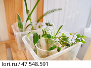 Rooting in water - laurel, hedera helix, chlorophytum and fern in the background. The concept of home gardening and spring care of indoor plants. Стоковое фото, фотограф Darya Komarova / Фотобанк Лори