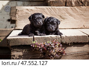 Two tiny black puppy of Russian colored lap-dog on wooden steps. Стоковое фото, фотограф Екатерина Горохова / Фотобанк Лори