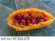 The fruit of Momordica charantia, also known as bitter melon or Indian cucumber. The fruit is cut open, revealing its distinctive bright orange skin and the juicy, deep red seeds inside. The seeds are smooth and glossy, and are tightly packed into the fruit cavity. This exotic plant is known for its medicinal properties and is used in traditional medicine and cooking, especially in Asian countries. In the background is a blurred stone or tile surface. Стоковое фото, фотограф Анна Кривицкая / Фотобанк Лори