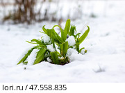 A small, resilient green plant is pushing its way up out of the snow. Стоковое фото, фотограф Аксенова Вера / Фотобанк Лори