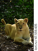 Львица - альбинос. Зоопарк Касела, Маврикий. Albino lioness. Casela Zoo, Mauritius. (2023 год). Стоковое фото, фотограф Антон Назаров / Фотобанк Лори
