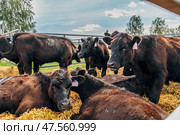 Black Angus calves in the open air. Стоковое фото, фотограф Ольга Сейфутдинова / Фотобанк Лори