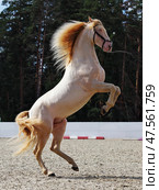 Andalusian рorse play and rear up in paddock. Лошадь верховой андалузской породы играет и встает на свечку в паддоке летним днем. Стоковое фото, фотограф Михаил Кондрашов / Фотобанк Лори