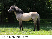 Beauty harness horse portrait in summer day forest. Красивая упряжная лошадь на фоне темных деревьев и яркого дневного солнца. Стоковое фото, фотограф Михаил Кондрашов / Фотобанк Лори