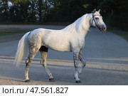 Andalusian white horse portrait against stable background. Портрет белой андалузской лошади на фоне конюшни. Стоковое фото, фотограф Михаил Кондрашов / Фотобанк Лори