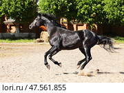 Black saddle horse runs gallop in summer nature background, Starozhilovo stud, Russia . Черный конь русской верховой породы бежит галопом на фоне летней фермы. Старожиловский конный завод, Россия.  . Стоковое фото, фотограф Михаил Кондрашов / Фотобанк Лори