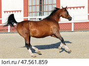 Purebred Arabian Horse, bay stallion galloping in farm background. Кровная Арабская лошадь, гнедой жеребец скачет галопом на фоне конюшни. Стоковое фото, фотограф Михаил Кондрашов / Фотобанк Лори