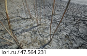 Parched ground revealing drought's harsh impact, cracked terrain symbolizing environmental stress in arid crimean landscape. Стоковое видео, видеограф Mikhail Davidovich / Фотобанк Лори