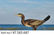 Brown cormorant with yellow beak perching on rock overlooking calm black sea against clear blue sky in crimea, ukraine. Стоковое фото, фотограф Mikhail Davidovich / Фотобанк Лори