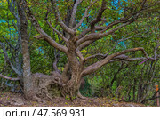 A unique tree with a powerful, twisted trunk and many spreading branches, growing in the Crimean forest. Its roots embrace a large boulder, as if merging with the stone. The atmosphere of wild nature, mystery and antiquity. Around the dense greenery of the deciduous forest, through which daylight breaks through. Such a tree can be associated with myths, legends and magical forests, ideal for the themes of nature, fairy tales and ecotourism. Стоковое фото, фотограф Анна Кривицкая / Фотобанк Лори