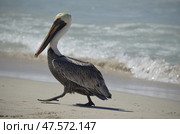 Важный пеликан род крупных водных птиц, составляющих семейство Pelecanidae расхаживает в поиске рыбака с поймано рыбой. Стоковое фото, фотограф Светлана Русских / Фотобанк Лори