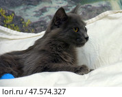 A fluffy gray cat with bright yellow eyes, lying on a white surface. Someone's hand is gently holding the animal, demonstrating care and attention. The cat looks forward warily, its ears are raised, and its facial expression is focused. The background is softly blurred, not distracting from the main object - the animal. The scene conveys a sense of warmth, trust and interaction between a person and a pet. Perfect for themes: animal care, veterinary medicine, pets, rescue and adaptation of cats. Стоковое фото, фотограф Анна Кривицкая / Фотобанк Лори