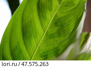 Close-up of Maranta green leaves. Стоковое фото, фотограф Ilaronsia / Фотобанк Лори